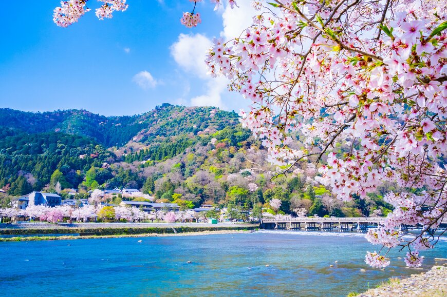 【2024年お花見】京都の桜の見頃と満開の時期は？おすすめテイクアウトや豪華弁当も紹介 