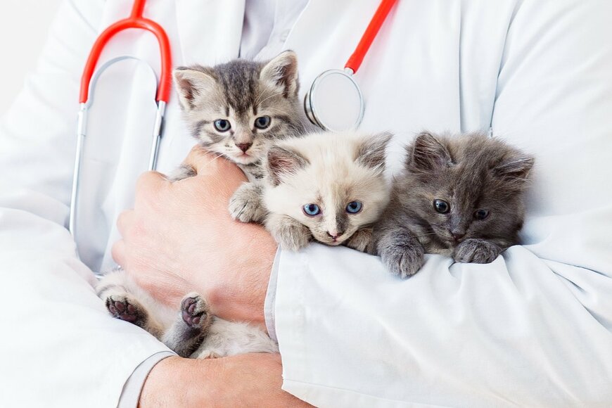 猫伝染性腹膜炎（FIP）の「最前線」を獣医師が解説！飼い主にできることは