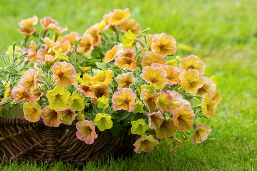 【ガーデニング】鉢植えで楽しみたい「ビタミンカラーの春の花・8選」玄関がスタイリッシュに
