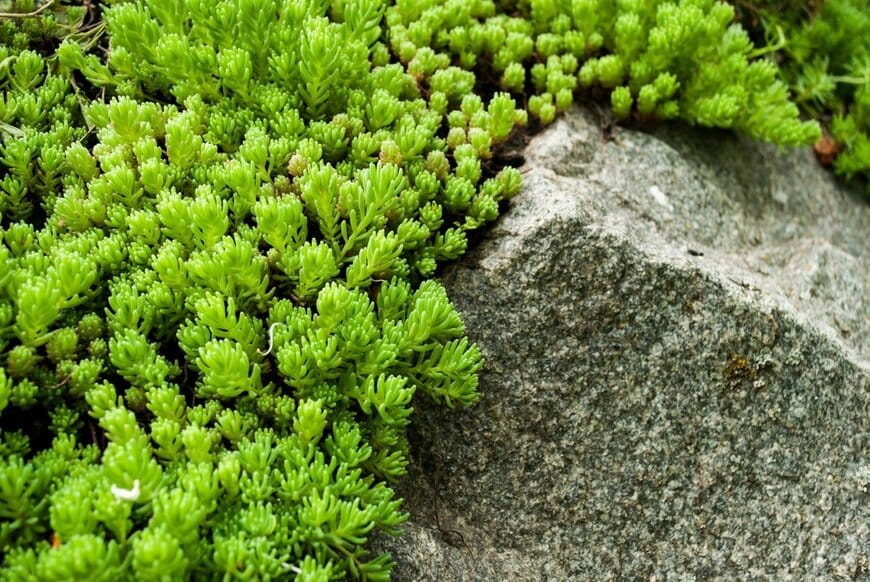 明るい緑色の細い葉をもつセダム