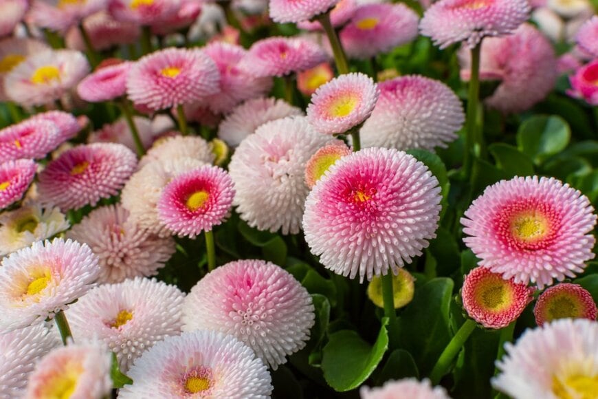 淡いピンク色の花を咲かせている、デージー