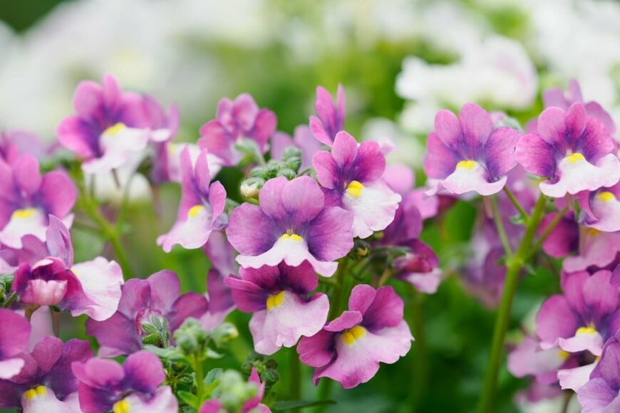 紫と白、ツートーンのネメシアの花々