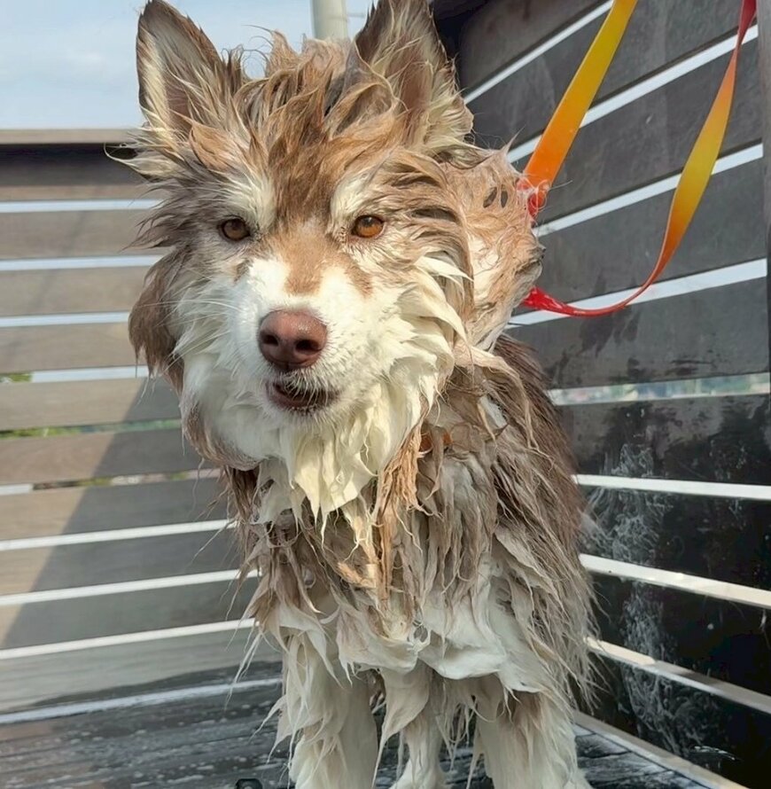シャンプー中のワンちゃん