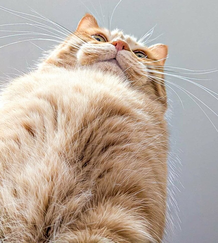 巨人のような猫ちゃん