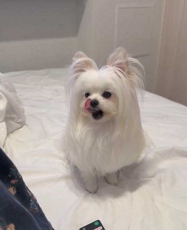 舌なめずりをするポメプー