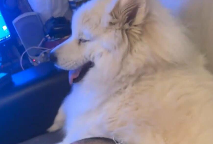 サモエドのヘッドスパ屋さん