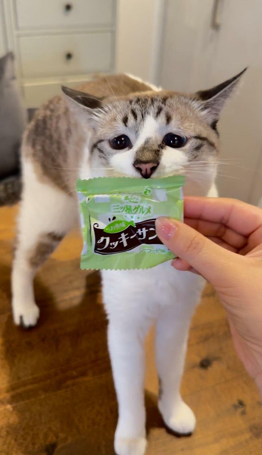 おやつの匂いを嗅ぐ猫
