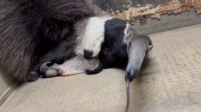 神戸市立王子動物園
