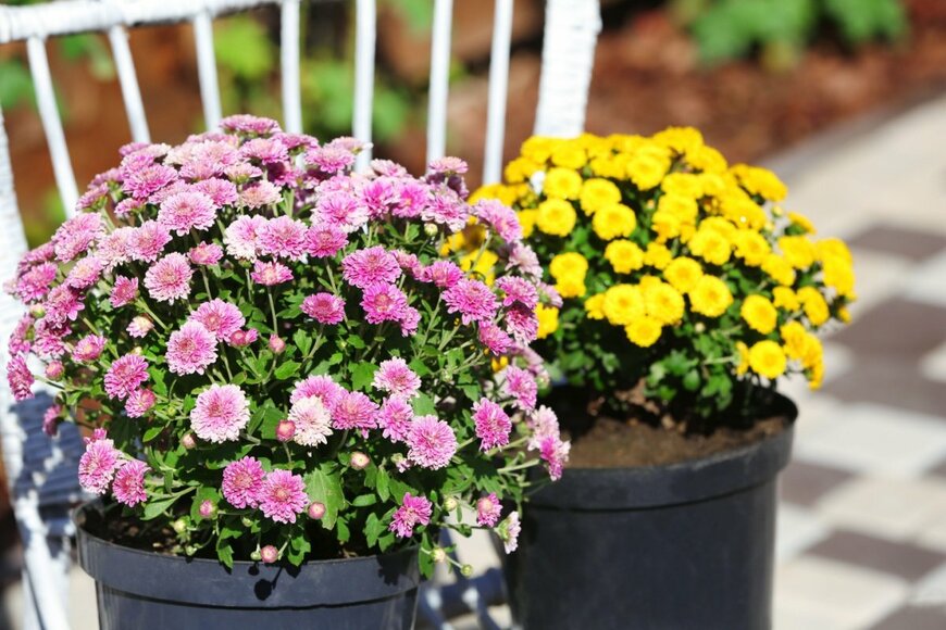 植木鉢に植えられたピンクと黄色のポットマム