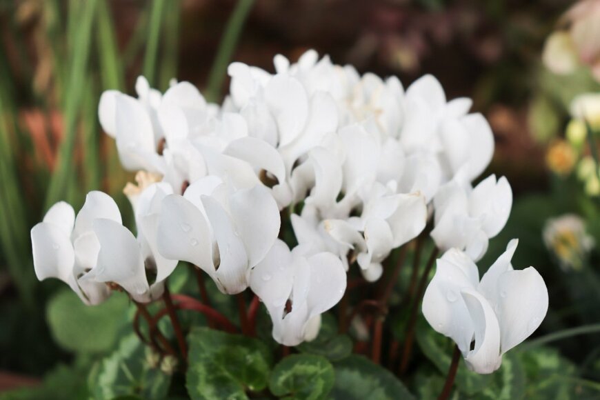 白い花を咲かせている、ガーデンシクラメン