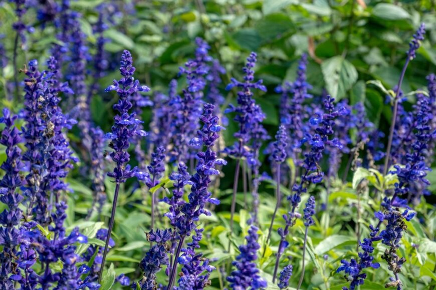群青色のサルビアの花が咲いている。