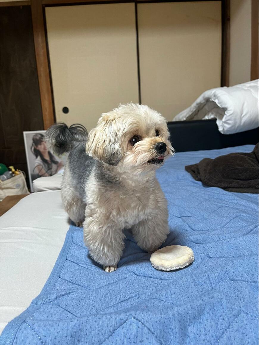 ショックを受ける犬