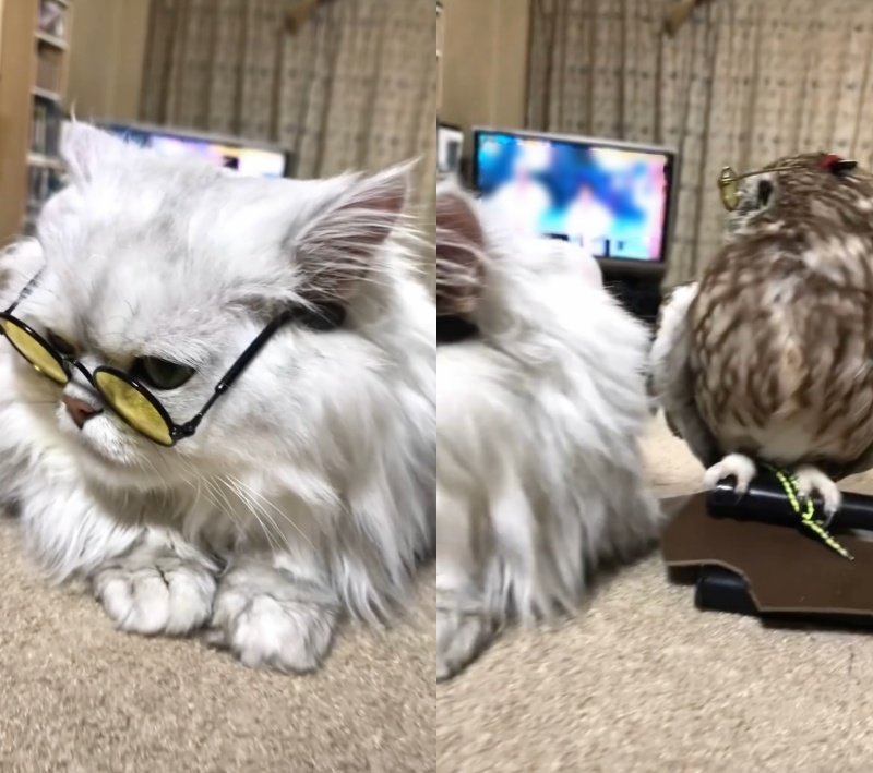 投稿動画のワンシーン