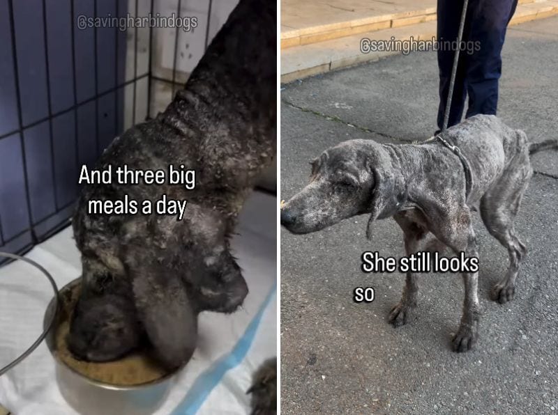 出所：<u><a href="https://www.instagram.com/p/DdWBmfXPoIp/" target="_blank">@savingharbindogs</a></u>