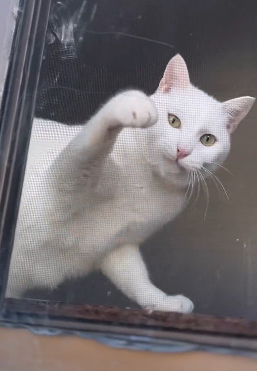 ママを心配する猫