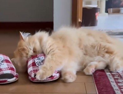 スリッパと猫