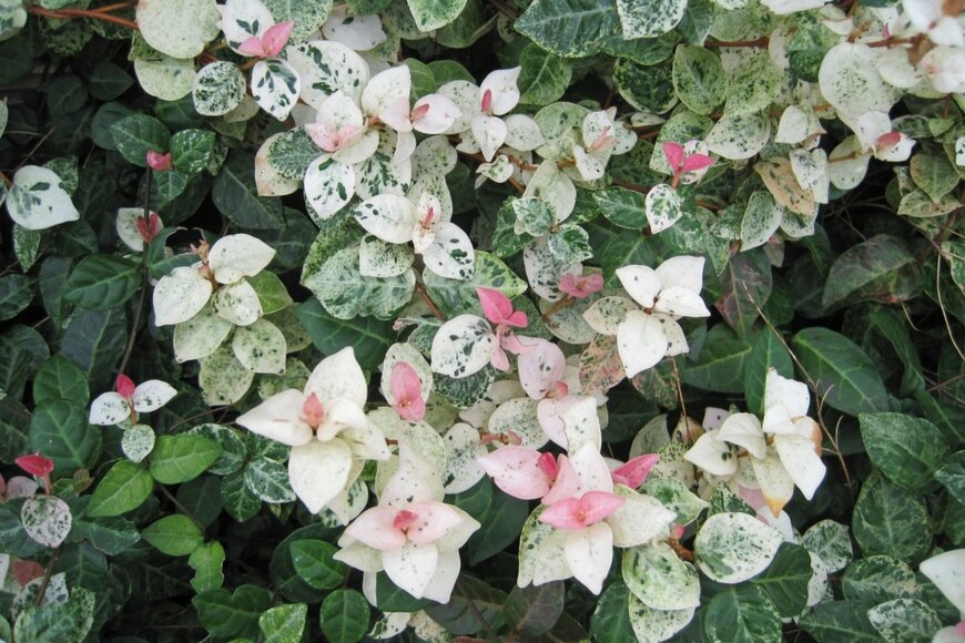 ピンク、白、緑の葉をつけているハツユキカズラ