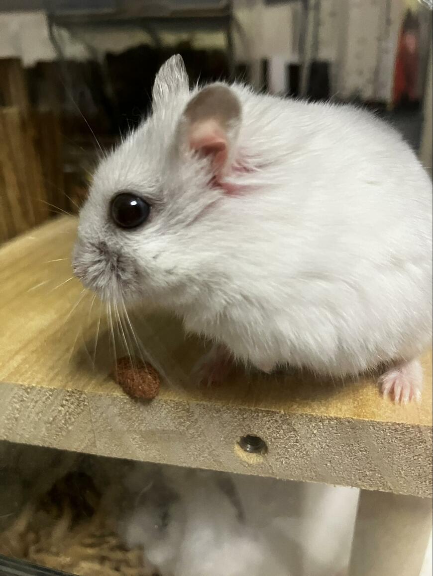 餌を食べるハムスター