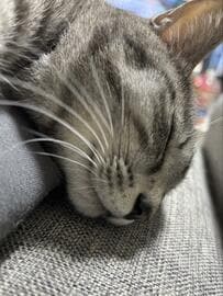 「飼い主をベッドだと思ってる」！？　猫さんの寝相を思わず二度見