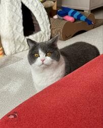 たくさん遊んだ猫さん　満足そうな顔を見ると……かわいい発見にホッコリ