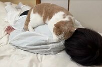 【2万バズ】くっついて離れない猫が可愛い　足がズリズリ…