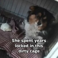 「汚れた檻の中に何年も閉じ込められていた犬」保護されてからは外で毎日他の犬たちと遊べる環境に！喜んで駆け回って遊ぶ姿に涙