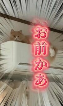 【ホラー？！】謎の音に警戒する猫ちゃんの表情に注目！真剣な表情から目が離せない