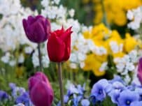 狭い庭OK！晩秋～春の移り変わりを楽しむ花「秋植え球根植物3選」＆「寒さに強い一年草3選」