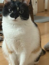 飼い主の寝坊にブチ切れ！？元保護猫ちゃんの表情にコメント欄「表情豊かで笑っちゃう」の声