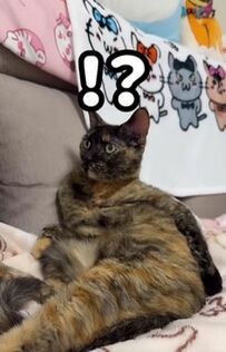 【驚愕】「ムキムキに見える」肩幅が広すぎる元保護猫ちゃんの姿にコメント欄爆笑！