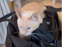修学旅行のお兄ちゃんと離れたくない猫　お留守番を阻止しようとする姿が可愛い