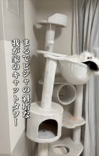 【どうして？】「斜塔」になっちゃったキャットタワー？！可愛すぎる原因に思わず二度見！