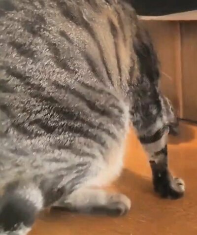家具の隙間に顔を近づけたい小雪ちゃん