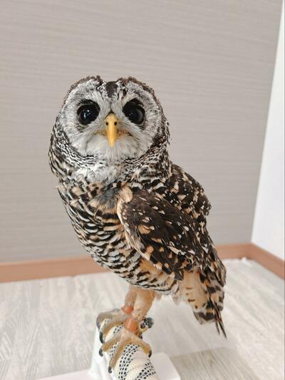 投稿動画のワンシーン