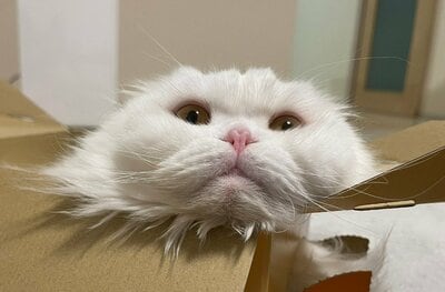 もふもふがはみ出てる!