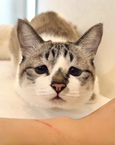 引っ掻いたあとのミントちゃん