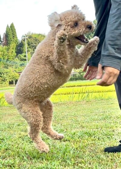 元気いっぱいにジャンプするムサシくん