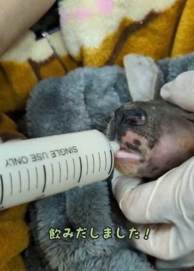 愛媛県立とべ動物園