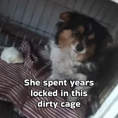 「汚れた檻の中に何年も閉じ込められていた犬」保護されてからは外で毎日他の犬たちと遊べる環境に！喜んで駆け回って遊ぶ姿に涙
