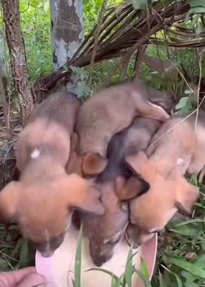 寄り添い震えていた4匹の子犬→保護後に見せた安心した表情に「見つかってよかった」の声