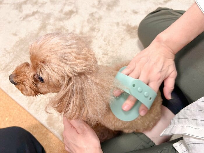 実際にトイプードルをブラッシングしてみます