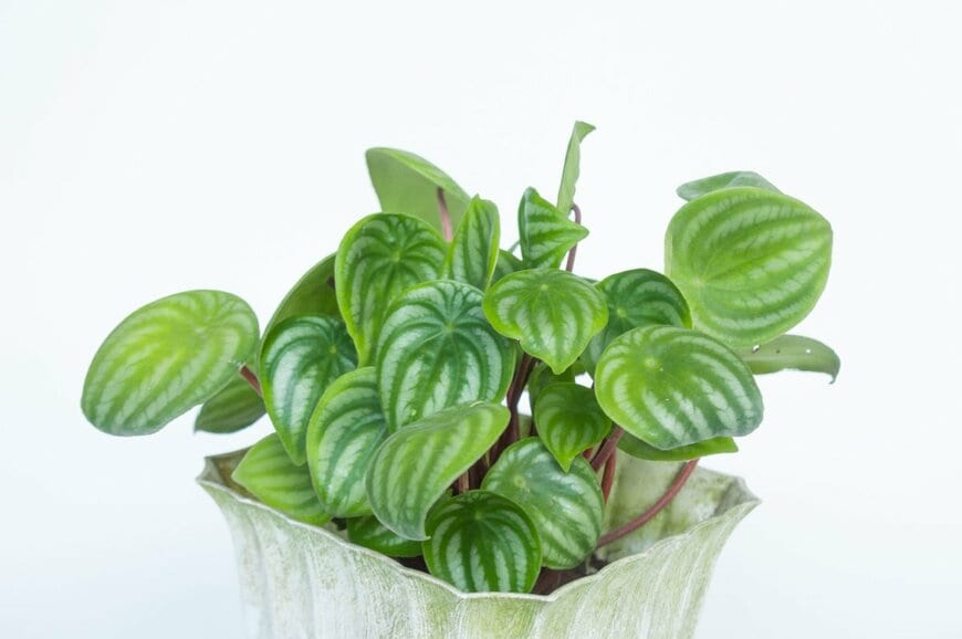 A Rinaldy/shutterstock.com