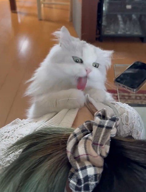 出所：@NEKOLAND13