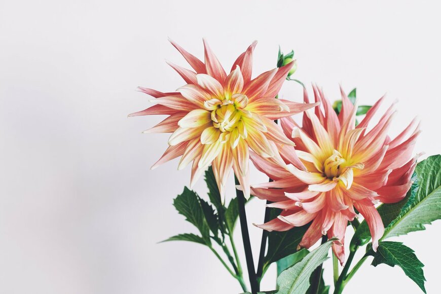 Nataliia Sirobaba/istockphoto.com