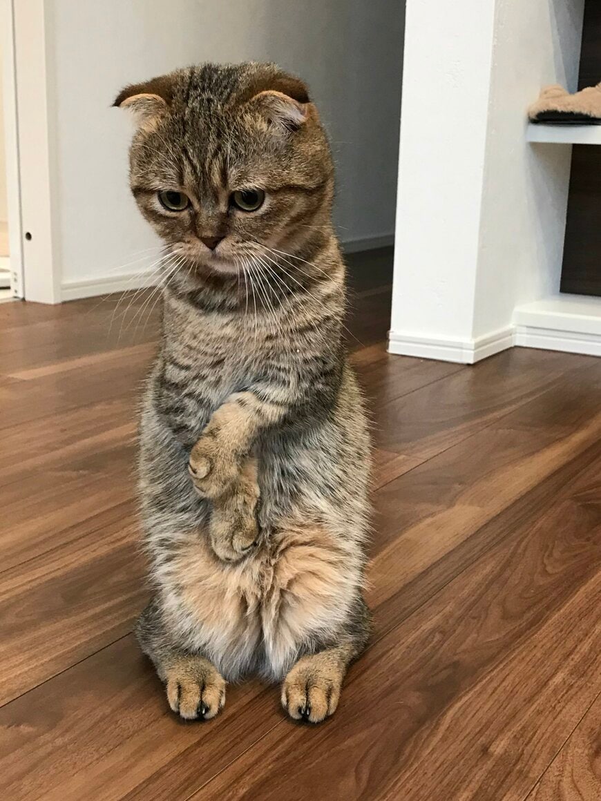 出所：@ponpokopontanu