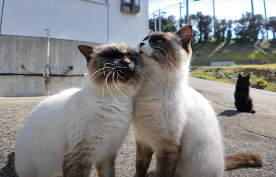 仲良し過ぎて胸キュン！二匹の猫ちゃんが毛繕いし合う動画が話題に