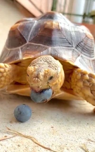 出所：@kanpanumaibe7