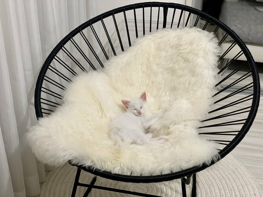 出所：@meltube_cat