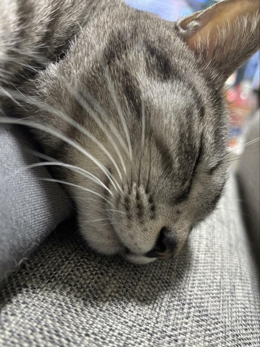 「飼い主をベッドだと思ってる」！？　猫さんの寝相を思わず二度見