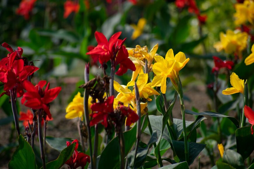 Bappa Pabitra/Shutterestock.com